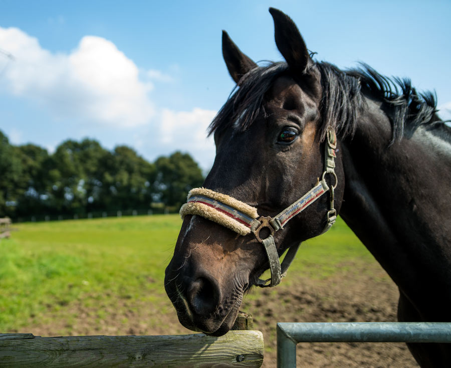 Reitwege rund um die Reitanlage Rensing